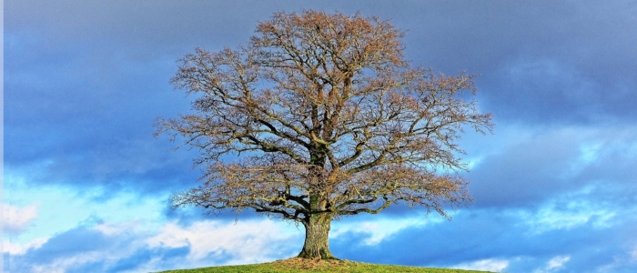 Tree in March